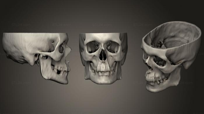 Анатомия скелеты и черепа (Череп мужчины йо, ANTM_1297) 3D модель для ЧПУ станка